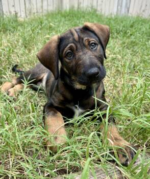 Hocus -  Rottweiler and Golden Retriever Dog for Adoption in Yorktown, Virginia - Hocus | PetCurious