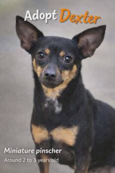 Miniature Pinscher Dogs Available for Adoption - Dexter  | PetCurious