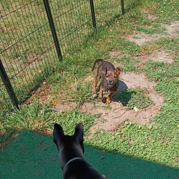 Cocoa -  Rat Terrier Dog for Adoption in Salisbury, Maryland - Cocoa | PetCurious