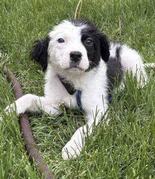 Border Collie Dogs Available for Adoption in Homewood, Illinois - Felix | PetCurious