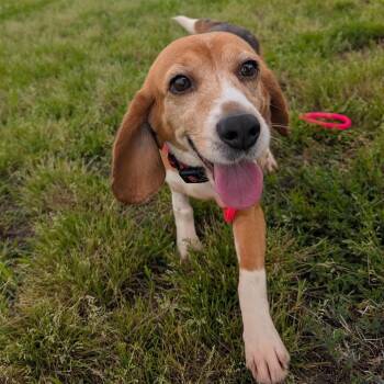 Beagle Dogs Available for Adoption in Nowata, Oklahoma - Bonnie | PetCurious