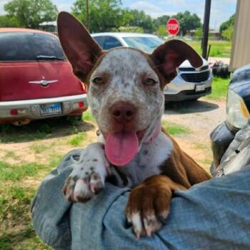 Randy -  Australian Cattle Dog Blue Heeler Dog for Adoption in Paramus, New Jersey - Randy | PetCurious