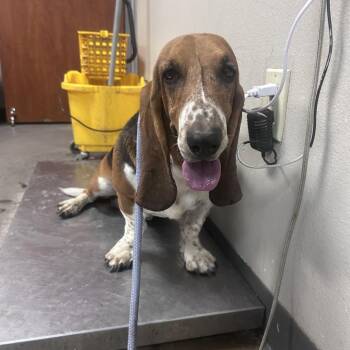 Eeyore -  Basset Hound Dog for Adoption in Yuma, Arizona - Eeyore | PetCurious