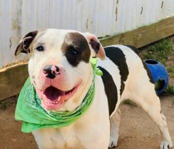 Mixed Breed Dogs Available for Adoption in Seneca, South Carolina - Van Wilder Stray Hold 4-25-26 | PetCurious