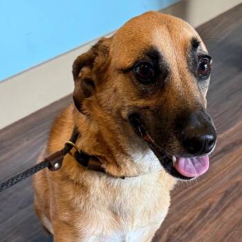 Pluto 4282 -  Shepherd and Mixed Breed Dog for Adoption in Loxahatchee Groves, Florida - Pluto 4282 | PetCurious