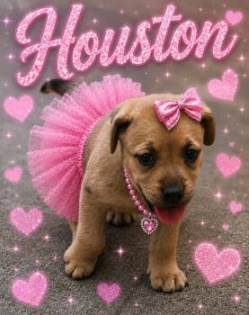 Houston -  Pit Bull Terrier Dog for Adoption in Mansfield, Texas - Houston | PetCurious