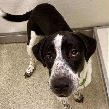 Scooby -  Mixed Breed Dog for Adoption in Ballston Spa, New York - Scooby | PetCurious