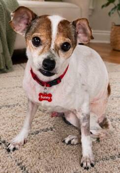 SUNNY -  Chihuahua Dog for Adoption in Grand Prairie, Texas - SUNNY | PetCurious
