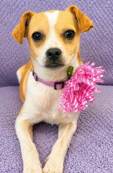 Peaches-2 -  Chihuahua and Pug Dog for Adoption in Lodi, California - Peaches-2 | PetCurious