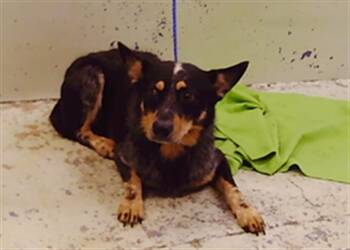 ED -  Australian Cattle Dog Blue Heeler and Mixed Breed Dog for Adoption in Houston, Texas - ED | PetCurious