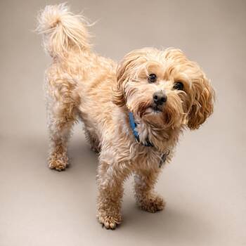 Poodle and Bichon Frise Dogs Available for Adoption in Springfield, Missouri - Snickers | PetCurious