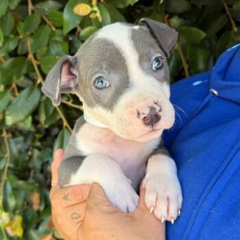 Charleston -  Pit Bull Terrier and Mixed Breed Dog for Adoption in Goleta, California - Charleston | PetCurious