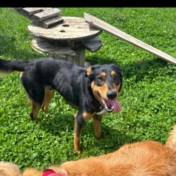 Rupert -  Collie Dog for Adoption in Lucknow, Ontario - Rupert | PetCurious