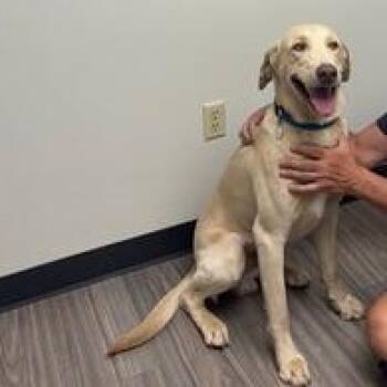 Rescue Labrador Retriever Dogs for Adoption in Warrington, Pennsylvania - Perry FKA Paanipuri | PetCurious