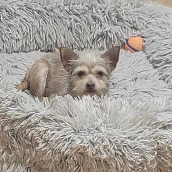 Minnie -  Terrier Dog for Adoption in Magnolia, Texas - Minnie | PetCurious
