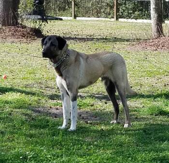 Poe -  Anatolian Shepherd Dog for Adoption in Wilmington, North Carolina - Poe | PetCurious