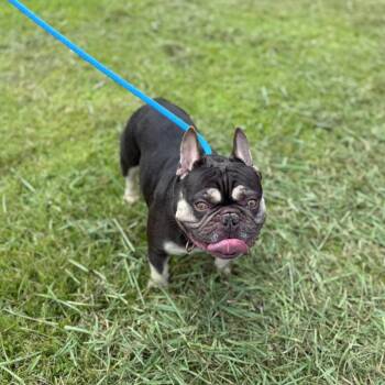 Doobie -  French Bulldog and None Dog for Adoption in Carencro, Louisiana - Doobie | PetCurious