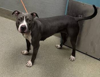 Rescue Pit Bull Terrier Dogs for Adoption in Las Vegas, Nevada - SHELLY | PetCurious