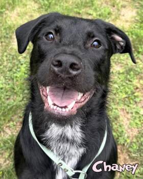 Chaney -  Golden Retriever and Mixed Breed Dog for Adoption in Mason, Michigan - Chaney | PetCurious