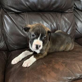 Pepper -  Boxer Dog for Adoption - Pepper | PetCurious