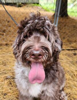Roxy -  Labradoodle Dog for Adoption in Liberty Center, Ohio - Roxy | PetCurious
