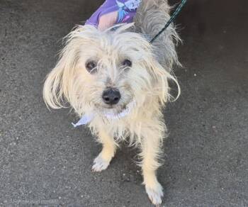 WINN-DIXIE -  Chihuahua and Yorkshire Terrier Dog for Adoption in Albuquerque, New Mexico - WINN-DIXIE | PetCurious