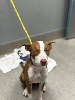 PUNKY BREWSTER -  Pit Bull Terrier and Mixed Breed Dog for Adoption in Las Vegas, Nevada - PUNKY BREWSTER | PetCurious