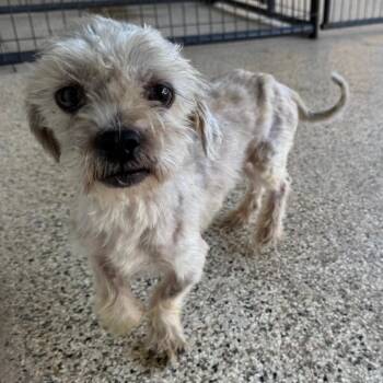 Casper Poe -  Miniature Poodle and Mixed Breed Dog for Adoption in Houston, Texas - Casper Poe | PetCurious