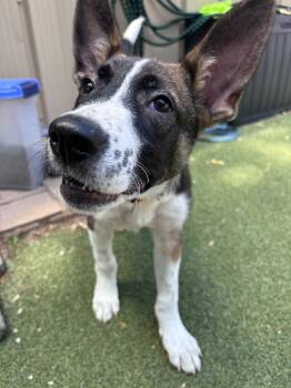 AJ -  Mixed Breed Dog for Adoption in Pembroke, Massachusetts - AJ | PetCurious