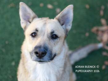 Mixed Breed Dogs Available for Adoption in Nashville, Tennessee - Firefox | PetCurious