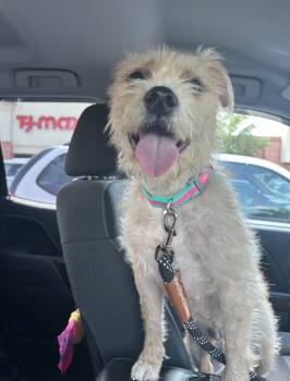 Poppy -  Border Terrier Dog for Adoption in Spring Hill, Tennessee - Poppy | PetCurious
