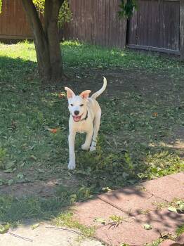 Pharaoh -  American Staffordshire Terrier Dog for Adoption in Lodi, California - Pharaoh | PetCurious