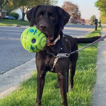 Rescue Labrador Retriever Dogs for Adoption in Warrington, Pennsylvania - Bailey #28 | PetCurious