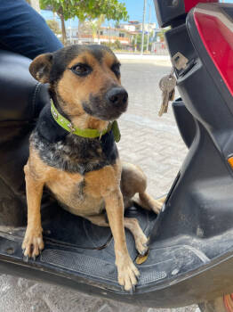 Rescue Australian Cattle Dog Blue Heeler Dogs for Adoption in Calgary, Alberta - Ramon | PetCurious