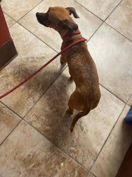 Tuna Turner -  Mixed Breed Dog for Adoption in Cincinnati, Ohio - Tuna Turner | PetCurious