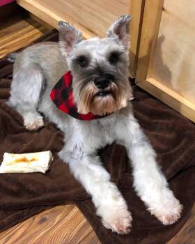 FELIX -  Schnauzer Dog for Adoption in Grand Prairie, Texas - FELIX | PetCurious