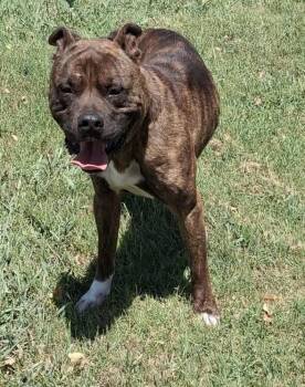 Walnut -  Mountain Cur Dog for Adoption in Cleburne, Texas - Walnut | PetCurious