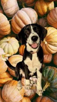 Autumn -  Mixed Breed Dog for Adoption in Dallas, Texas - Autumn | PetCurious