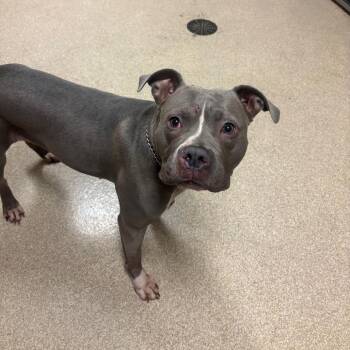 Tonya -  Pit Bull Terrier Dog for Adoption in Bristol, Indiana - Tonya | PetCurious