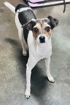 Bafie -  Rat Terrier Dog for Adoption in Council Bluffs, Iowa - Bafie | PetCurious