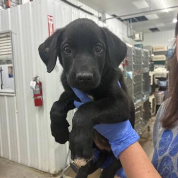 Zoe -  Mixed Breed Dog for Adoption in Corbin, Kentucky - Zoe | PetCurious