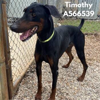 TIMOTHY -  Doberman Pinscher Dog for Adoption - TIMOTHY | PetCurious