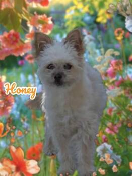 Honey -  Yorkshire Terrier and Poodle Dog for Adoption in York, Nebraska - Honey | PetCurious