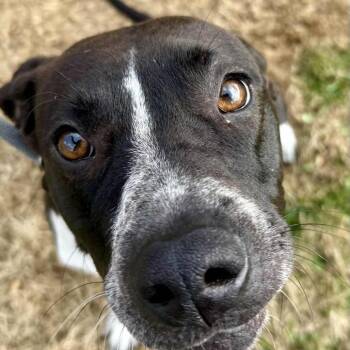 Mixed Breed Dogs Available for Adoption - Missy | PetCurious