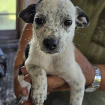 Sadie -  Pug and Australian Cattle Dog Blue Heeler Dog for Adoption in Zaleski, Ohio - Sadie | PetCurious