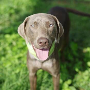 MARV -  American Staffordshire Terrier Dog for Adoption in San Antonio, Texas - MARV | PetCurious