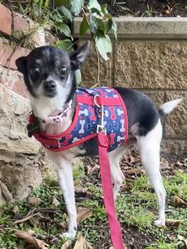 Chihuahua Dogs Available for Adoption - Molli | PetCurious