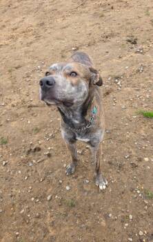 Dutch Shepherd and Terrier Dogs Available for Adoption - Tigger | PetCurious