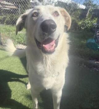 Rescue Great Pyrenees and Shepherd Dogs for Adoption in Whittier, California - Willie | PetCurious