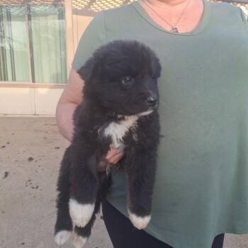 Mixed Breed Dogs Available for Adoption - Sleepy | PetCurious